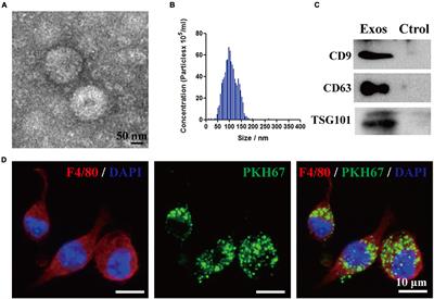 Bone Marrow Mesenchymal Stem Cell-Derived Exosomes Accelerate Functional Recovery After Spinal Cord Injury by Promoting the Phagocytosis of Macrophages to Clean Myelin Debris